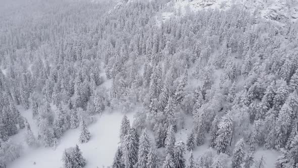 Aerial View of a Winter Snow Covered Pine Forest