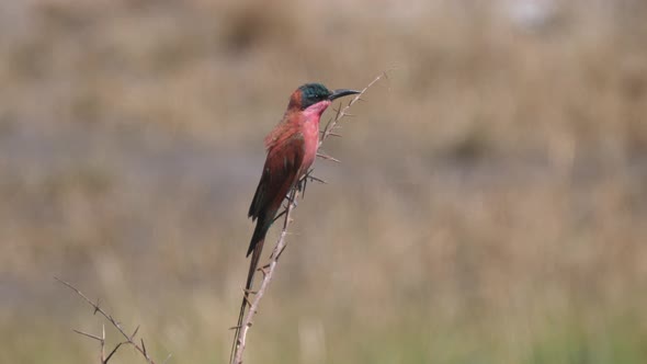 Southern carmine bee-eater on a tree branch