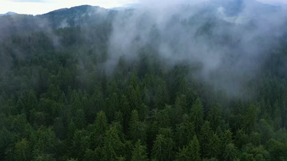 Flying Over The Cloudy Evening Forest