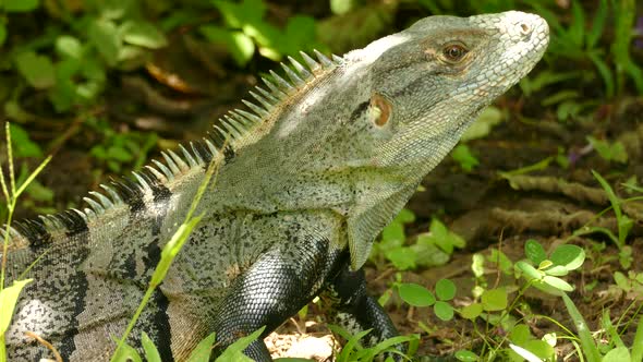 Close up of pale green and black iguana in the tropical rain forest of Costa Rica. Portrait of a you