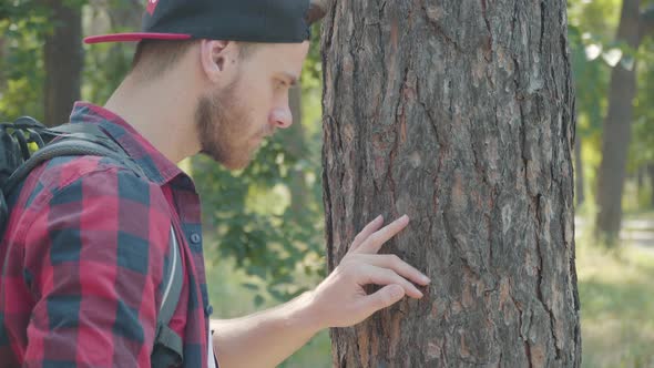 Absorbed Bearded Young Man Examining Tree Bark in Forest. Side View Portrait of Engrossed Caucasian