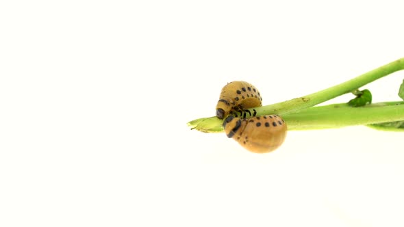 Two Larvae of a Colorado Beetle Eating on a White Background