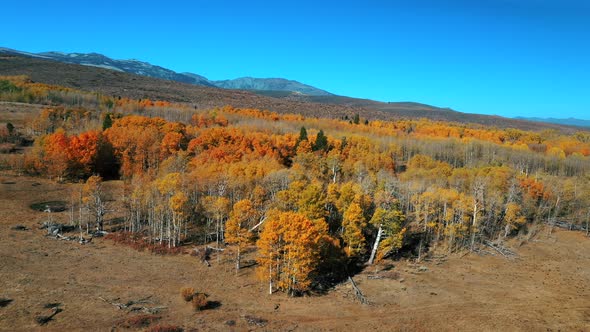 Fly Over Dense Autumn foliage in mammoth lakes california. Aerial Drone Shot