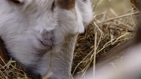 White goat at the farm eating close up