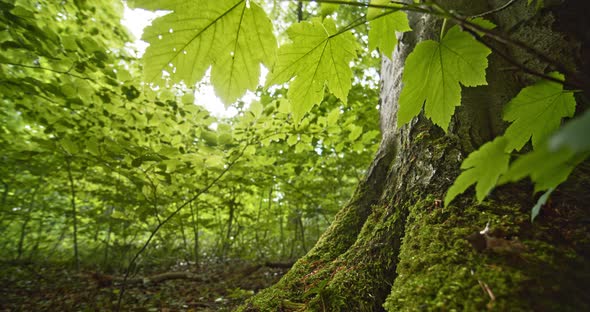 Bright Background Skies and Moss on Tree Roots in Beech Forest