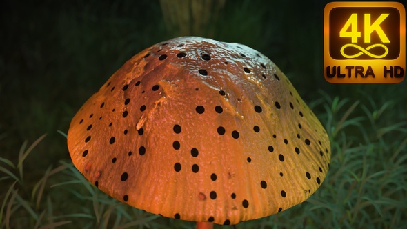 Psychedelic Vj Seamless Loop Magic Mushroom With Holes. Beautiful 3d Mushroom Animation.