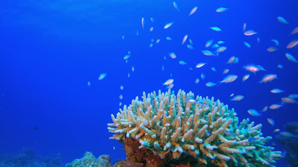 Underwater Scene Blue Green Fish