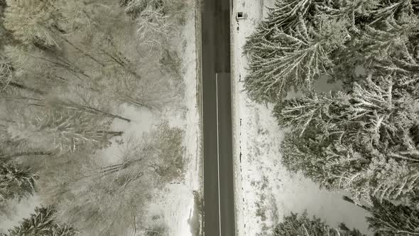 Road Through Winter Forest alt