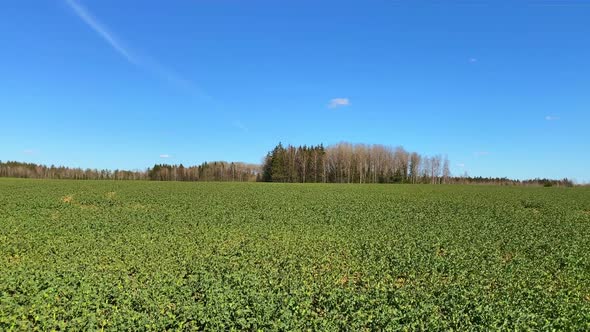 Field with green spring plants