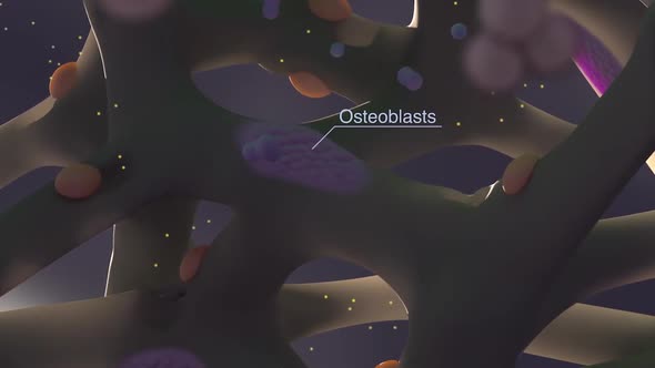 Osteocytes are the basic cells of the bone matrix cycle