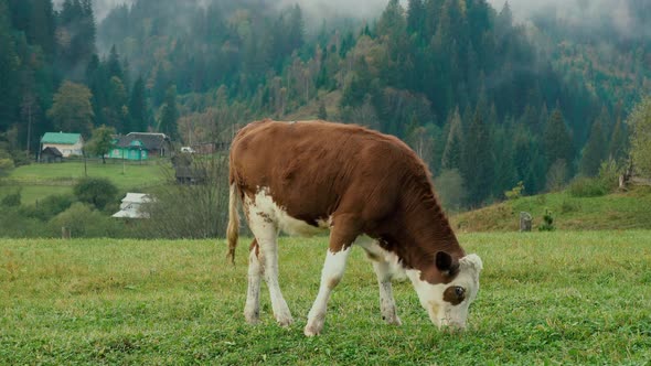 A ginger calf grazes in a meadow in a mountain village.