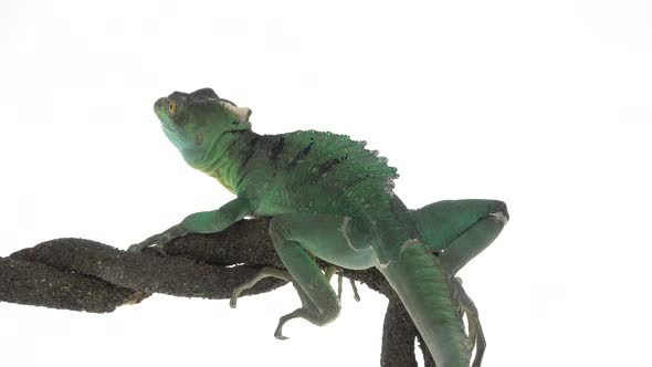 Green Basilisks or Basiliscus Basiliscus on White Background. Close Up.