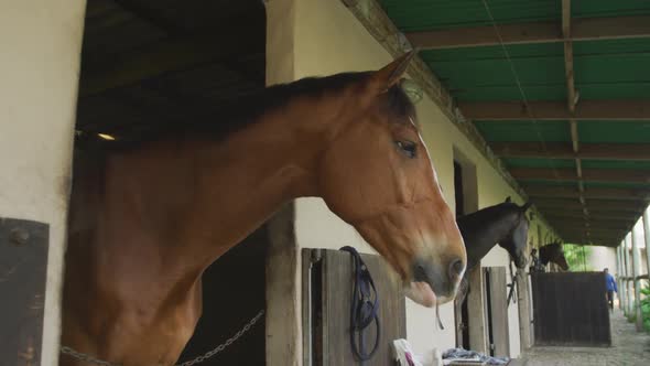 View of Dressage horses looking through their stables