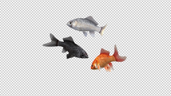 Three Goldfishes - Red, Black, White - Transparent Loop