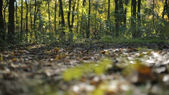 Forest in Autumn