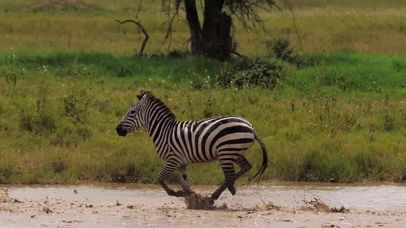 Wild Dazzle of Zebras Cooling in Watering Pond and Scared By Approaching Danger of Predator in