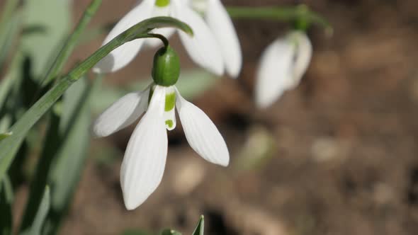 Sunny outdoor scene with  common snowdrop on the wind 4K 2160p 30fps UltraHD footage - Gentle garden