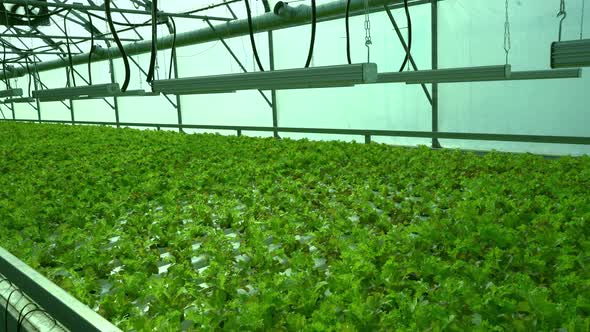 Grow Lettuce in the Greenhouse