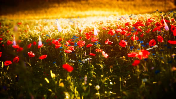 Sunset in the Wild Flower Field