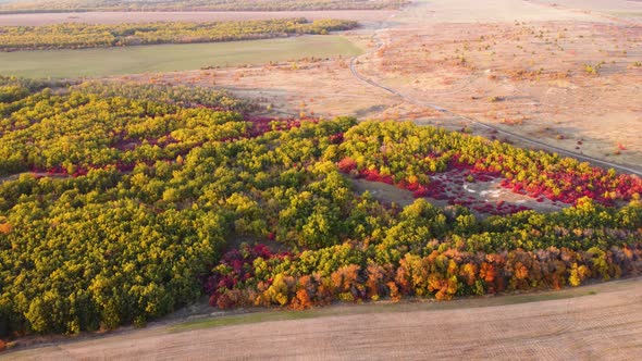 Autumn Multicolored Deciduous Forest Top View From a Quadrocopter