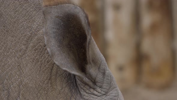 white rhinoceros ear closeup up slow motion