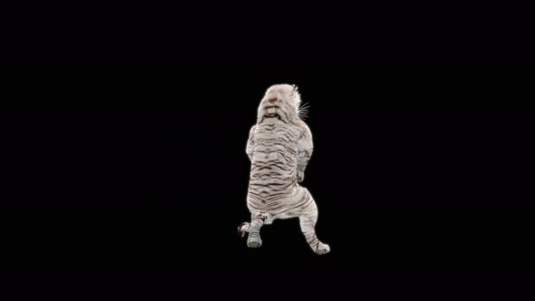 White Tiger Dancing 4K