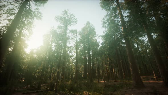 Redwood Forest Foggy Sunset Scenery