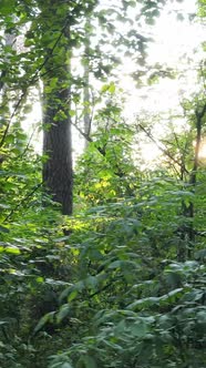 Vertical Video of Green Forest By Day