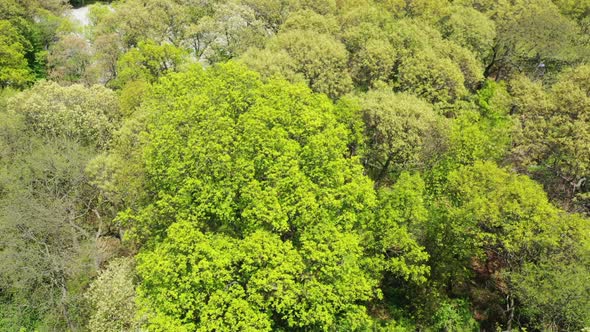An aerial view over the tops of green trees. It is a bright & sunny day. The camera booms down & til