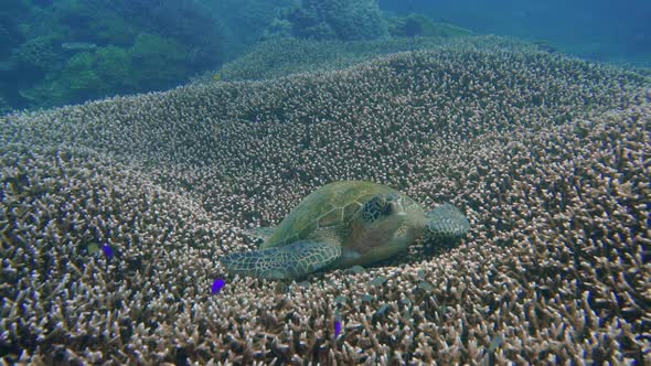 A big green turtle is resting on a beautiful coral garden. in Komodo siaba.