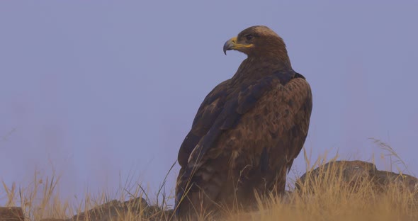 Endangered Steppe Eagle Stand On Field And Looking Away. - close up