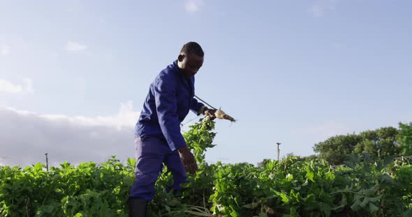 Young man working on farm