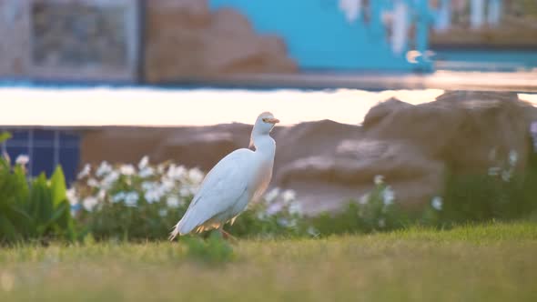 White Cattle Egret Wild Bird Also Known As Bubulcus Ibis Walking on Green Lawn at Hotel Yard in