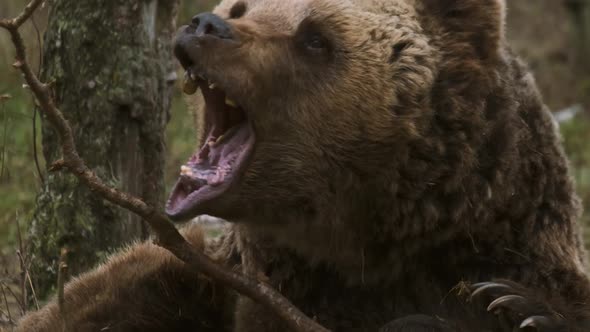 Lazy brown bear lies on the ground