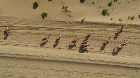 Aerial view above of a group of camels walking in the desert, U.A.E.