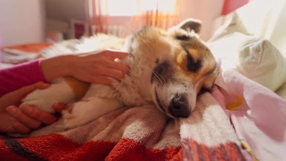 Female Hand Stroking Funny Adorable Welsh Corgi Dog