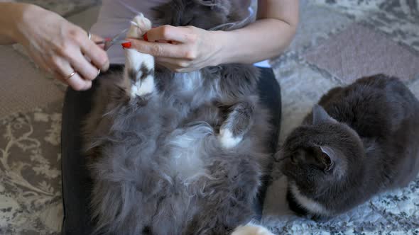 Mistress Cuts Fur on White Legs of a Gray Cat