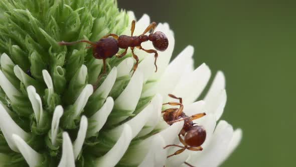 Ants On A White Flower