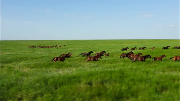 Wild Horses Running Wild Mustangs Run on the Beautiful Green Grass