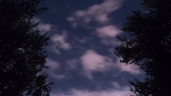 Olive trees at night TimeLapse