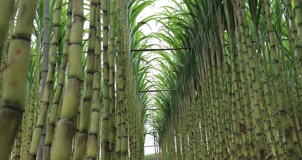 Sugarcane plants in growth at field