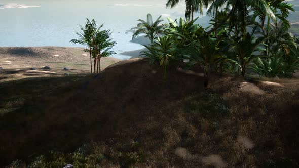 Aerial View of Palms on Sand Dunes Near the Sea