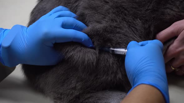 A Shot of a Vaccine in a Cat's Thigh