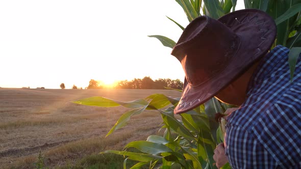 Rural Worker on a Field of Green Corn Checks Organic Products