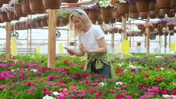 Gardener works greenhouse. woman checks plants and makes calculations on phone