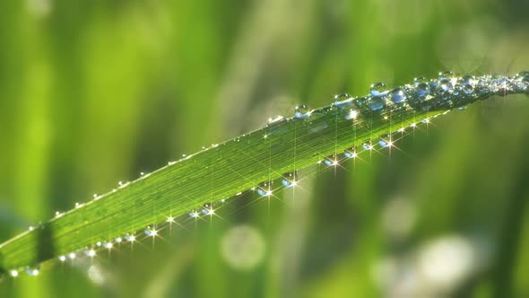 Green Grass with with Lots of Dew Drops. Summer Nature Early in the Morning. Star Filter Used