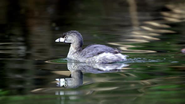 Close up shot of a Least Grebe swimming on a pond and looking around