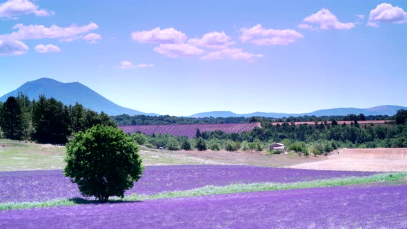 Provence Landscape with Lavender Fields, France. Timelapse