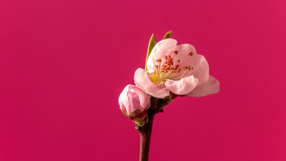 Peach Blossom Timelapse Rotating on Red 2