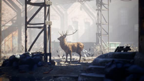 Wild Deer Rooming Around the Streets in Abandoned City